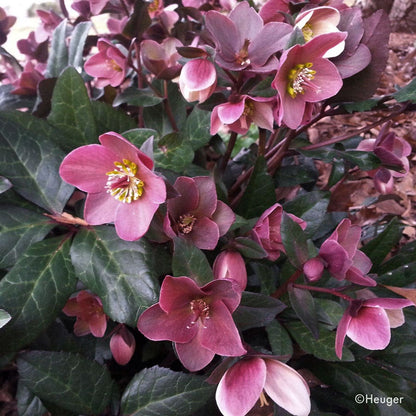 Helleborus HGC® Merlin® Hellebore