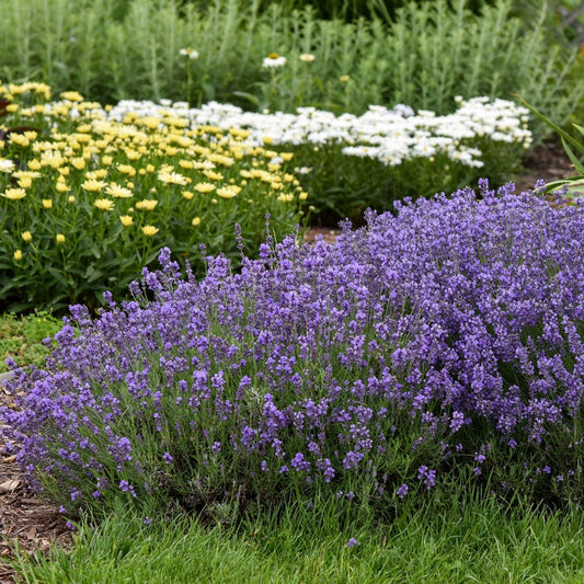 Lavandula 'Munstead'