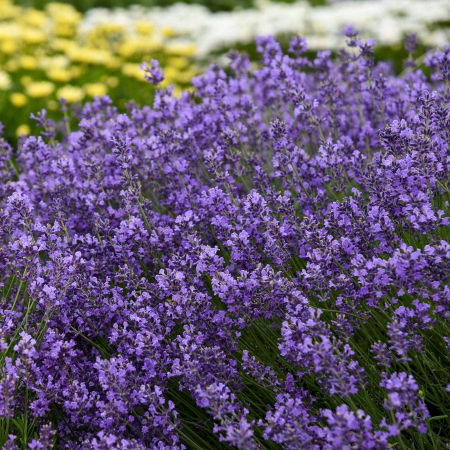 Lavandula 'Munstead'