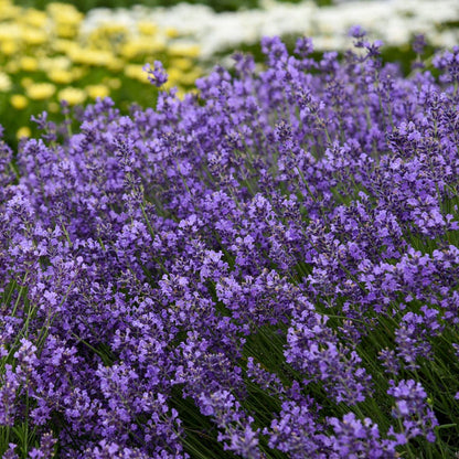 Lavandula 'Munstead'