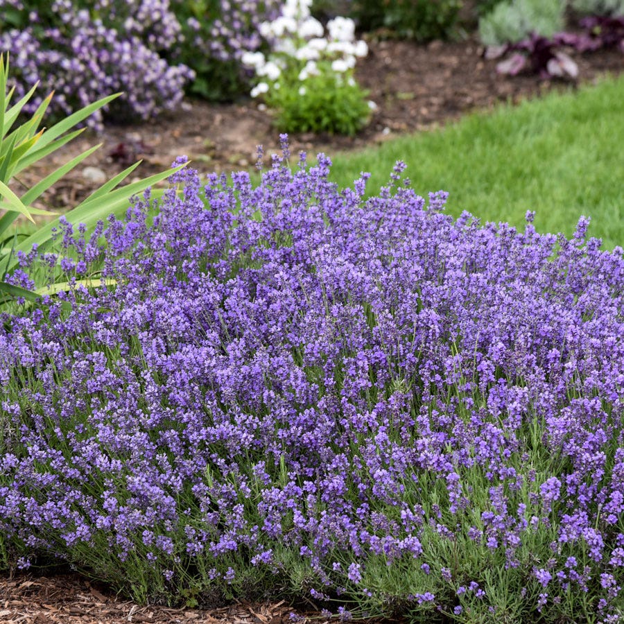 Lavandula 'Munstead'
