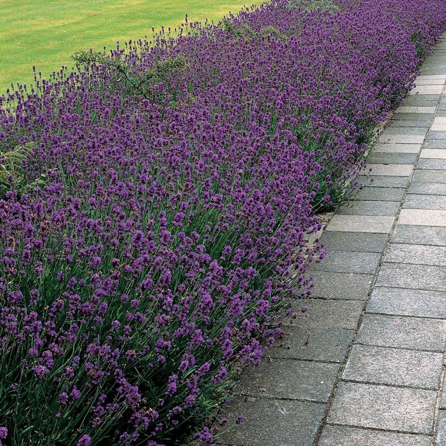 Lavandula 'Munstead'