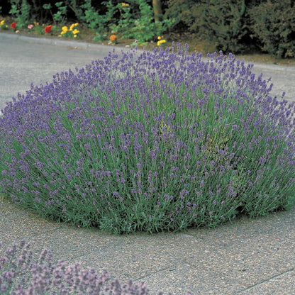 lavender plant munstead Lavandula 'Munstead' – Park Seed