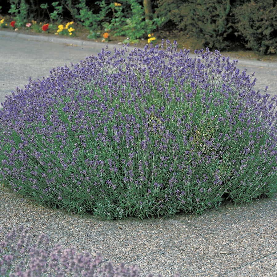 Lavandula 'Munstead'