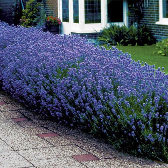 Lavandula 'Munstead'