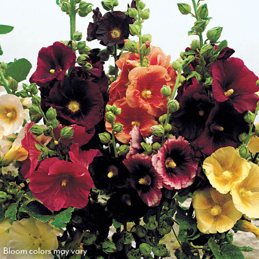 Old Barnyard Mix Hollyhock