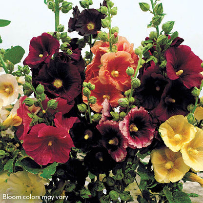 Old Barnyard Mix Hollyhock
