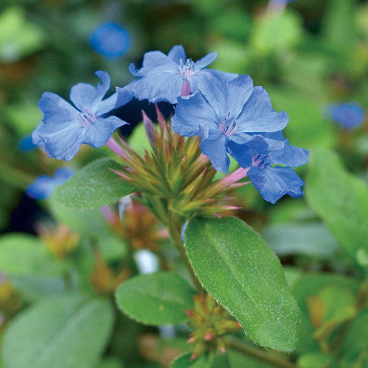 Ceratostigma Blue Plumbago