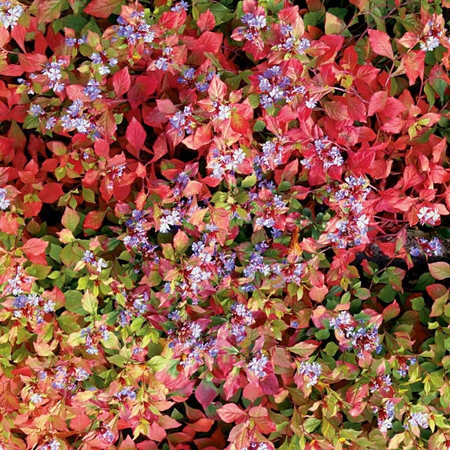 Ceratostigma Blue Plumbago