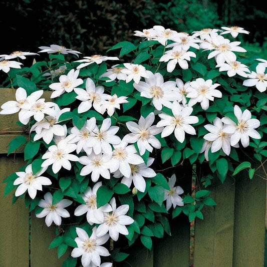 Henryi Clematis