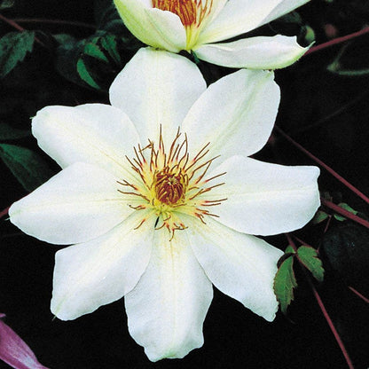 Henryi Clematis