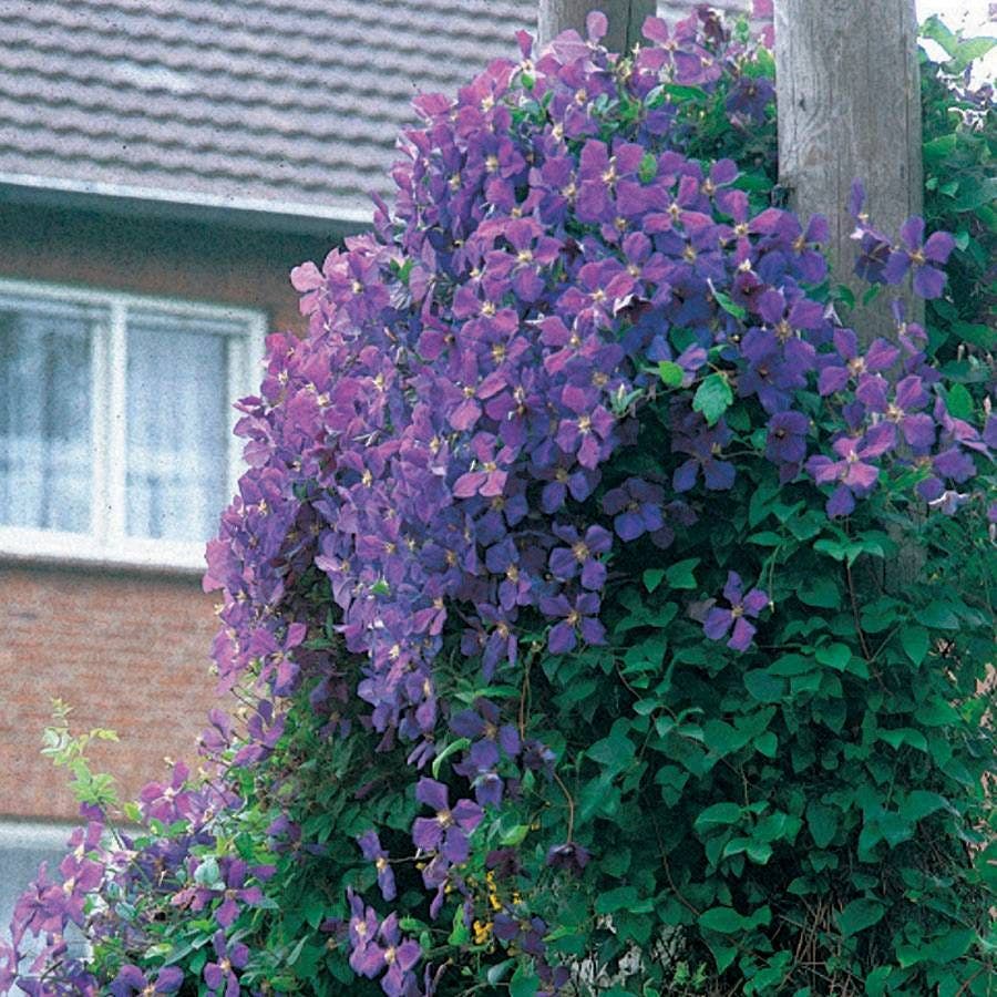 Clematis 'Jackmanii' – Park Seed