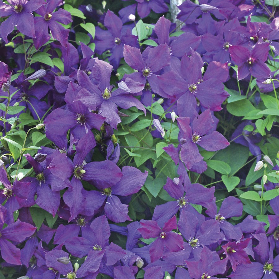 Clematis 'Jackmanii' – Park Seed
