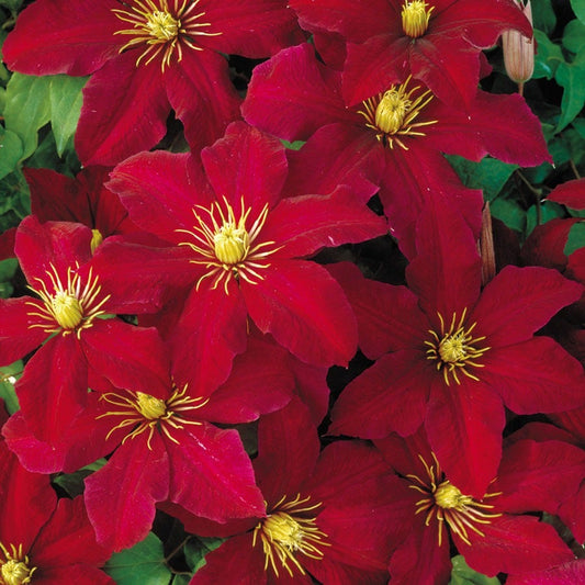 Niobe Clematis