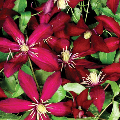 Niobe Clematis