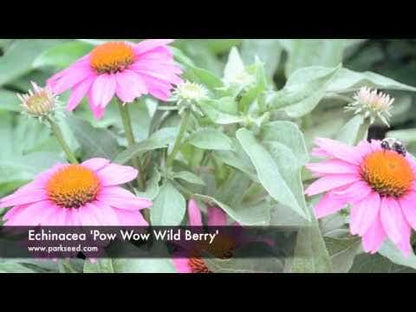 Echinacea PowWow® Wild Berry Coneflower