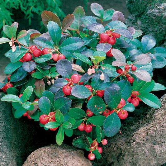 Creeping Wintergreen