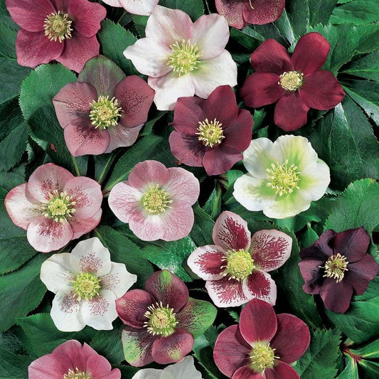 Helleborus Royal Heritage™ Strain Hellebore