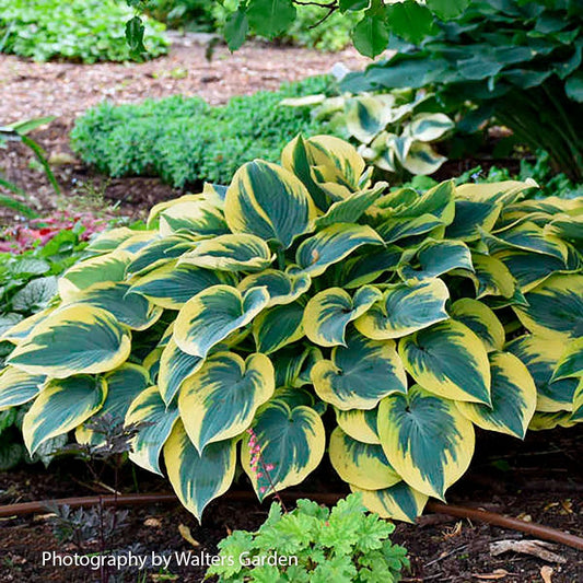Hosta 'First Frost' Plantain Lily