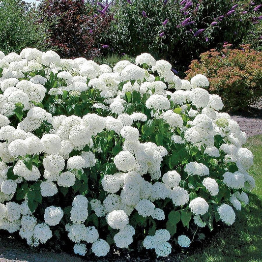 Hydrangea 'Annabelle'
