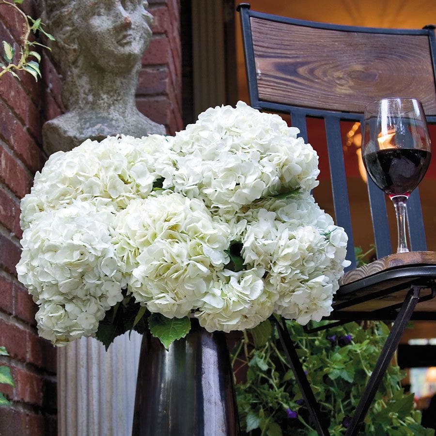 Hydrangea 'Annabelle'