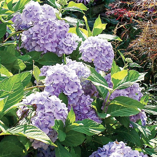 Hydrangea 'Nikko Blue'