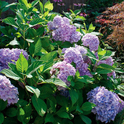 Hydrangea 'Nikko Blue'