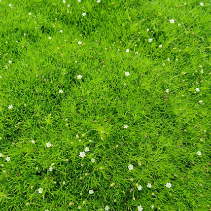 Sagina Irish Moss