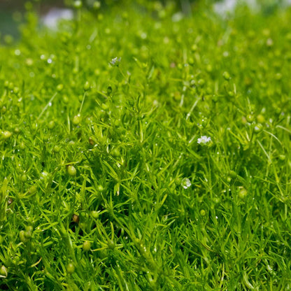 Sagina Irish Moss