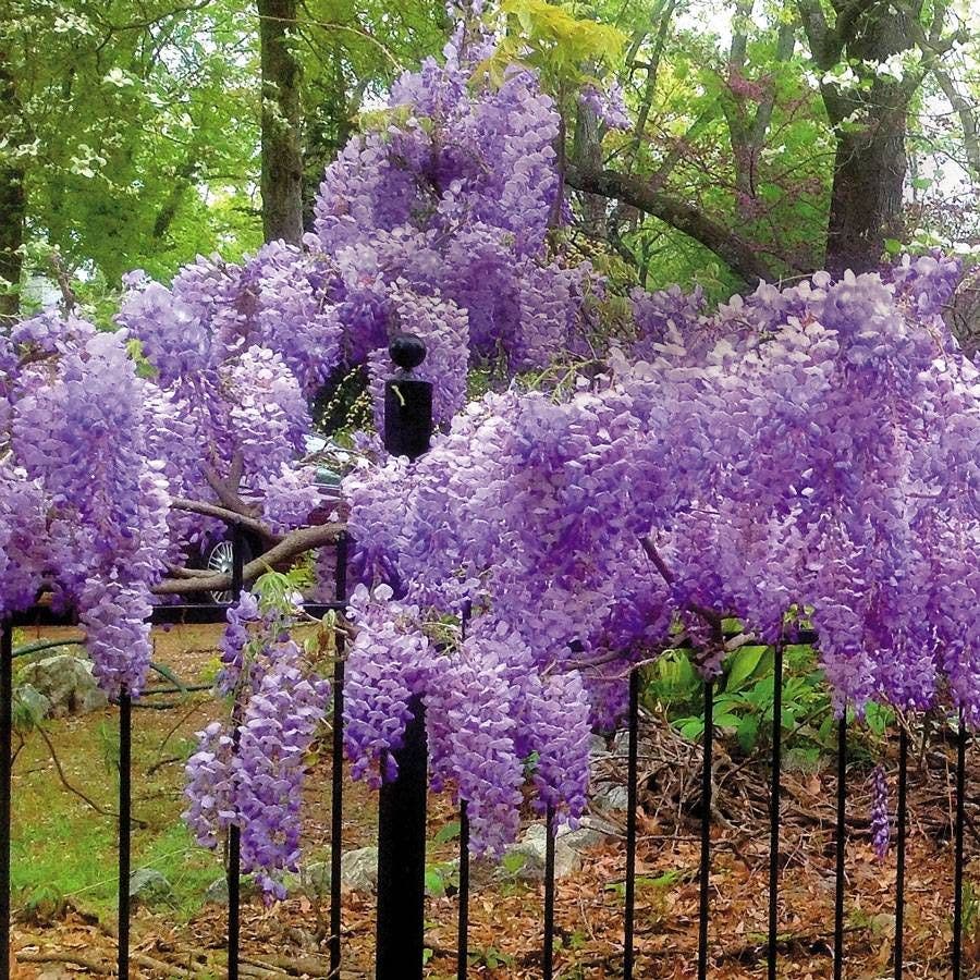 Blue Moon Wisteria