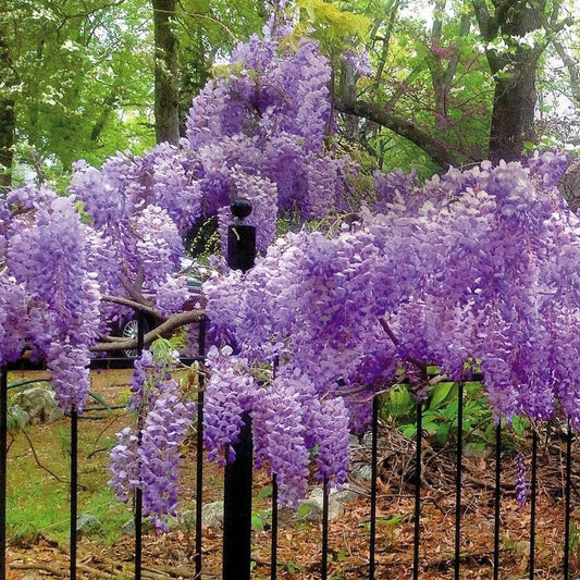 Blue Moon Wisteria