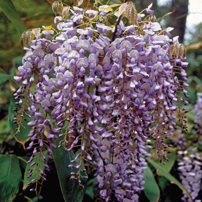 Blue Moon Wisteria
