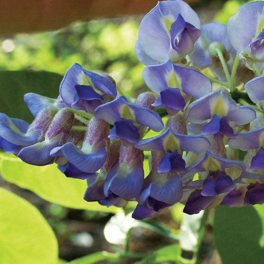 Blue Moon Wisteria