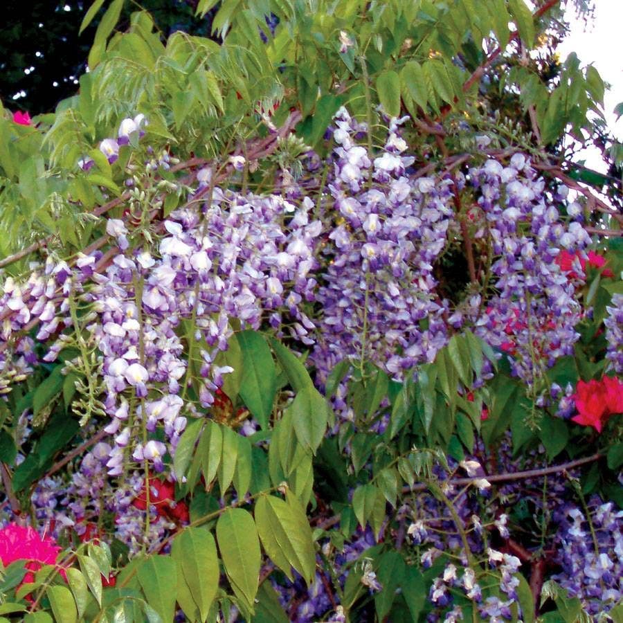 Blue Moon Wisteria