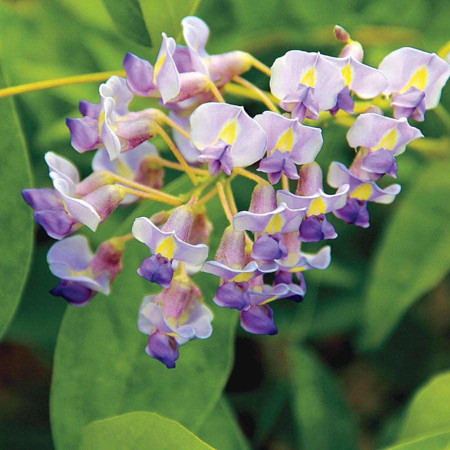 Blue Moon Wisteria