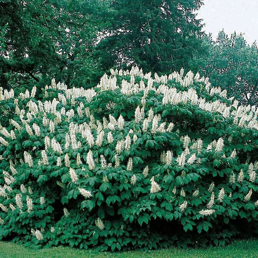 Bottlebrush Buckeye Tree