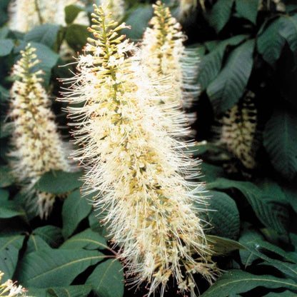 Bottlebrush Buckeye Tree