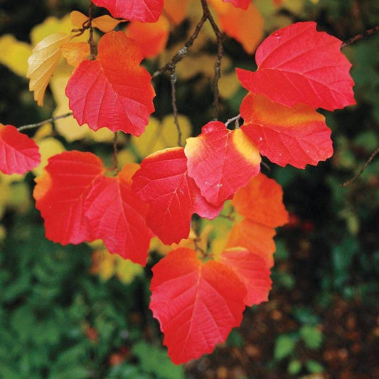 Mount Airy Fothergilla gardenii Shrub