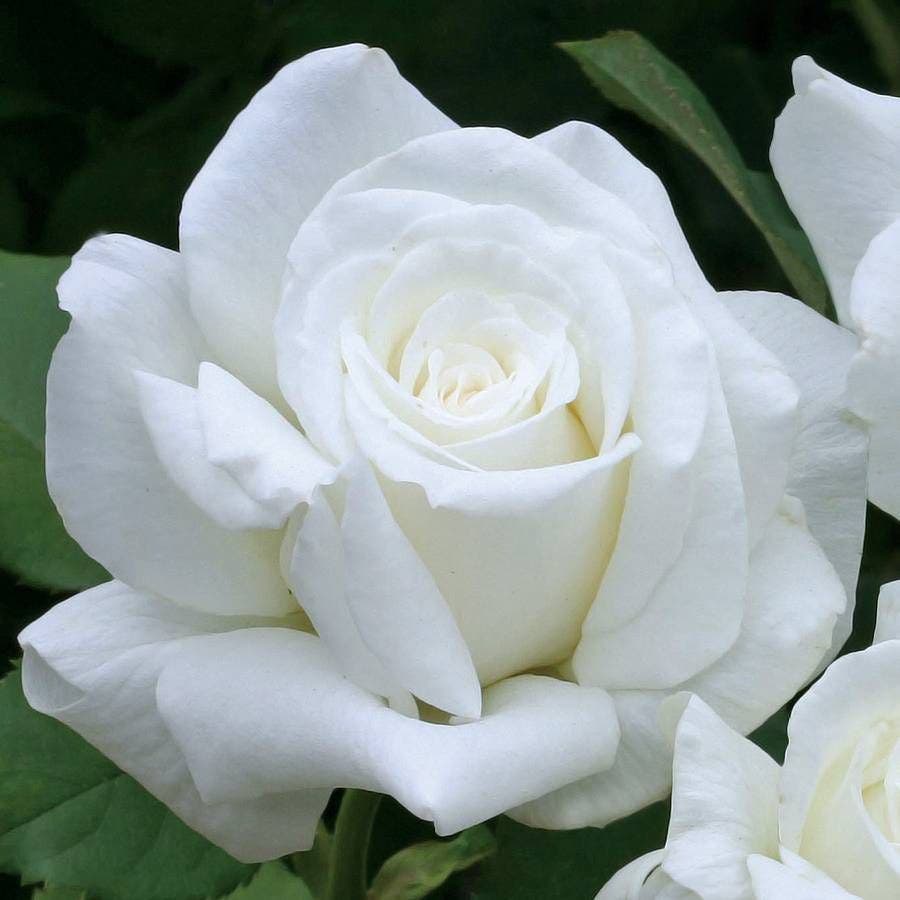 Pope John Paul II Hybrid Tea Rose