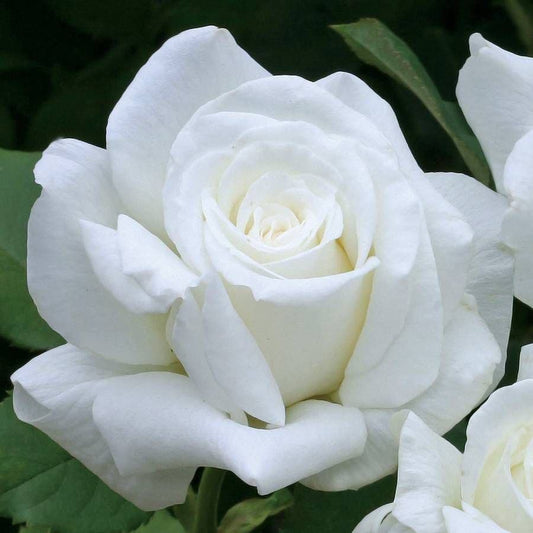 Pope John Paul II Hybrid Tea Rose