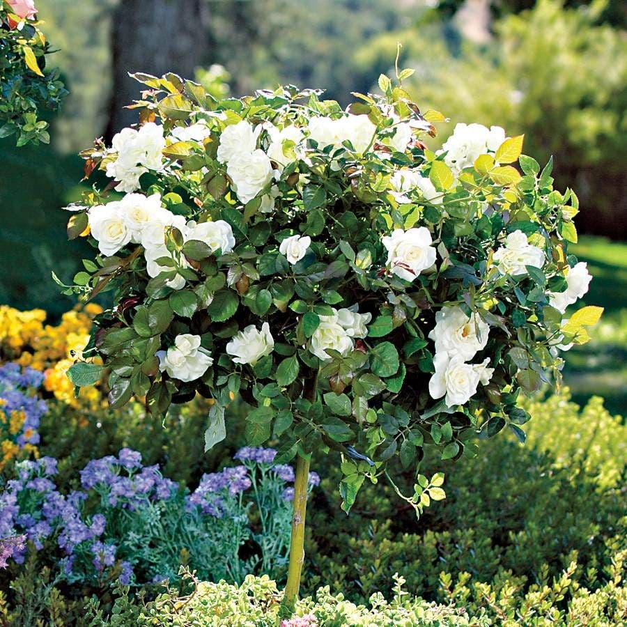 Pope John Paul II Hybrid Tea Rose