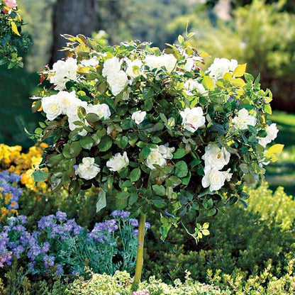 Pope John Paul II Hybrid Tea Rose