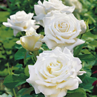 Pope John Paul II Hybrid Tea Rose