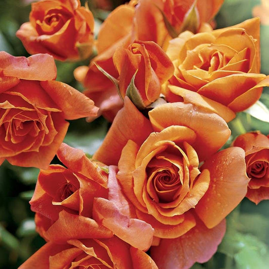 Disneyland Floribunda Rose