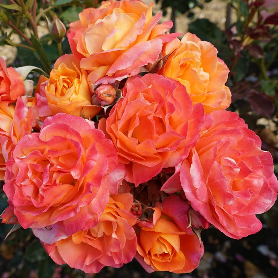Disneyland Floribunda Rose
