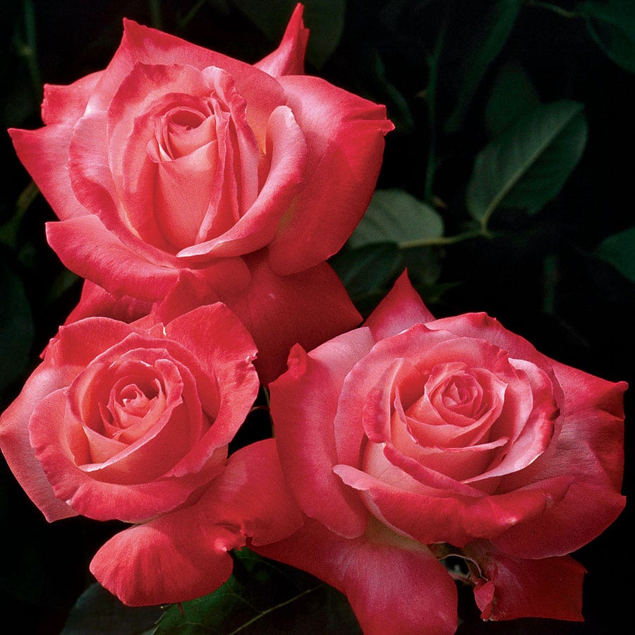Brigadoon Hybrid Tea Rose