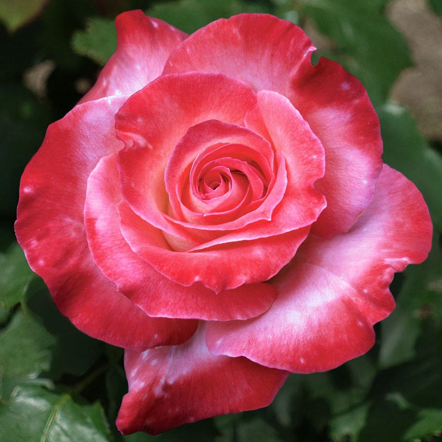 Brigadoon Hybrid Tea Rose