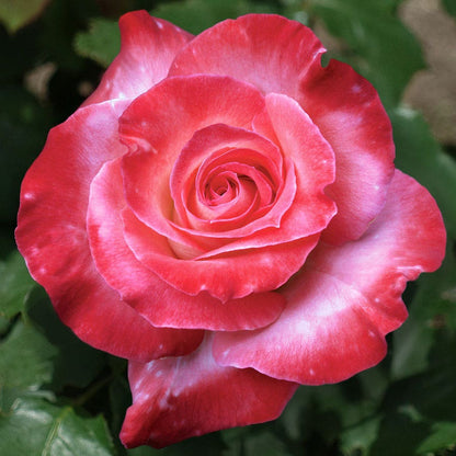 Brigadoon Hybrid Tea Rose