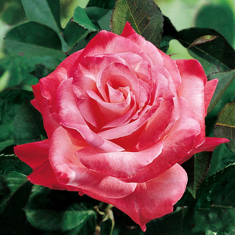 Brigadoon Hybrid Tea Rose
