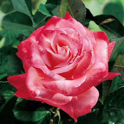 Brigadoon Hybrid Tea Rose